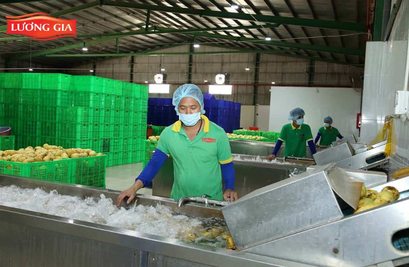 Quy trình sấy dẻo trái cây